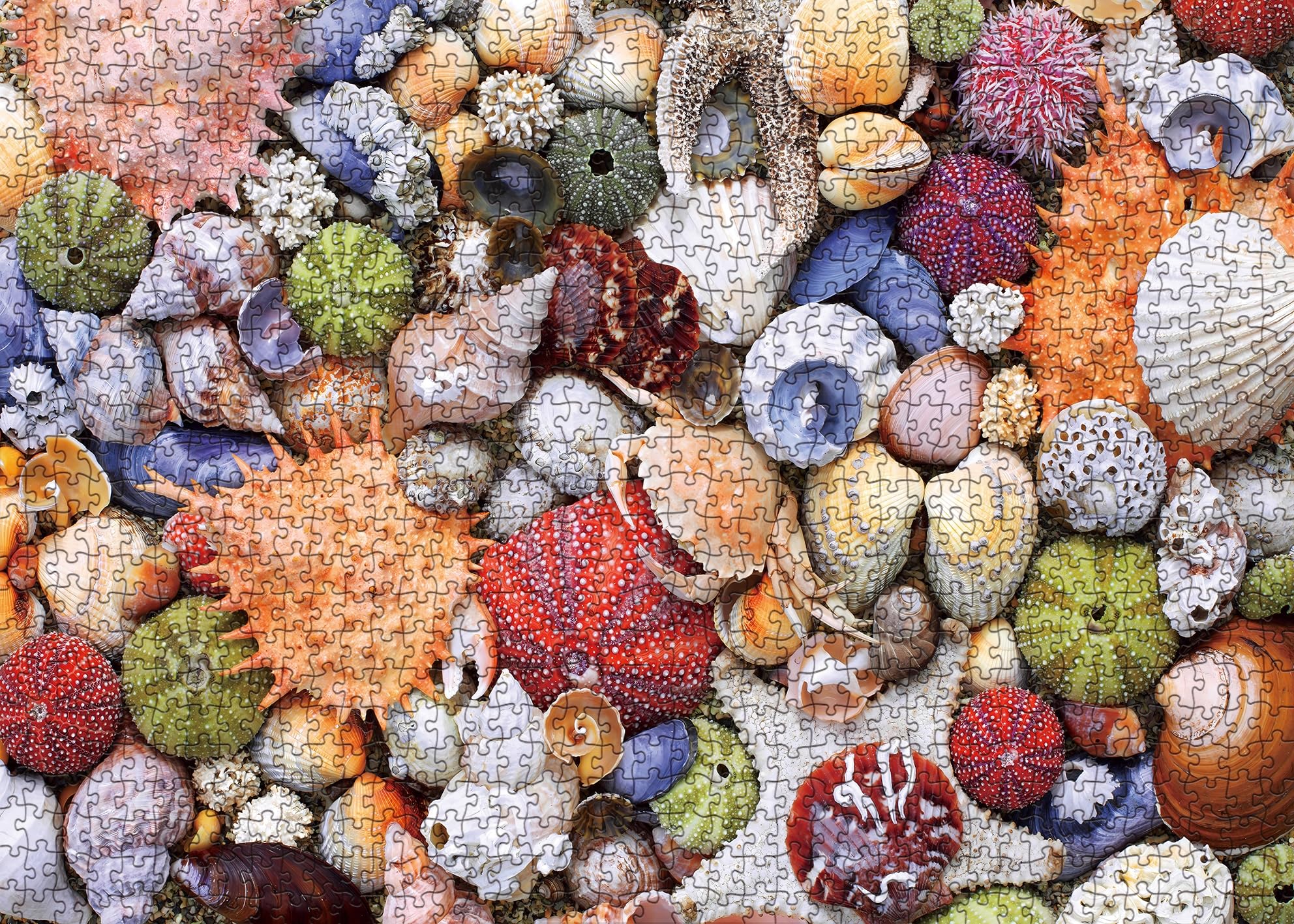 BBOLDIN Colorful Seashell 1000 Piece Puzzle – Ocean Beach Jigsaw for Adults, Marine Hawaii Theme