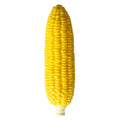 Corn Squishy Stress Toy – Soft Scented Kawaii Squeeze funnysquee