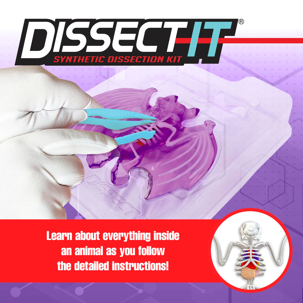 Dissect It Bat Dissection Kit: Synthetic STEM Anatomy Toy for Kids Ages 6+
