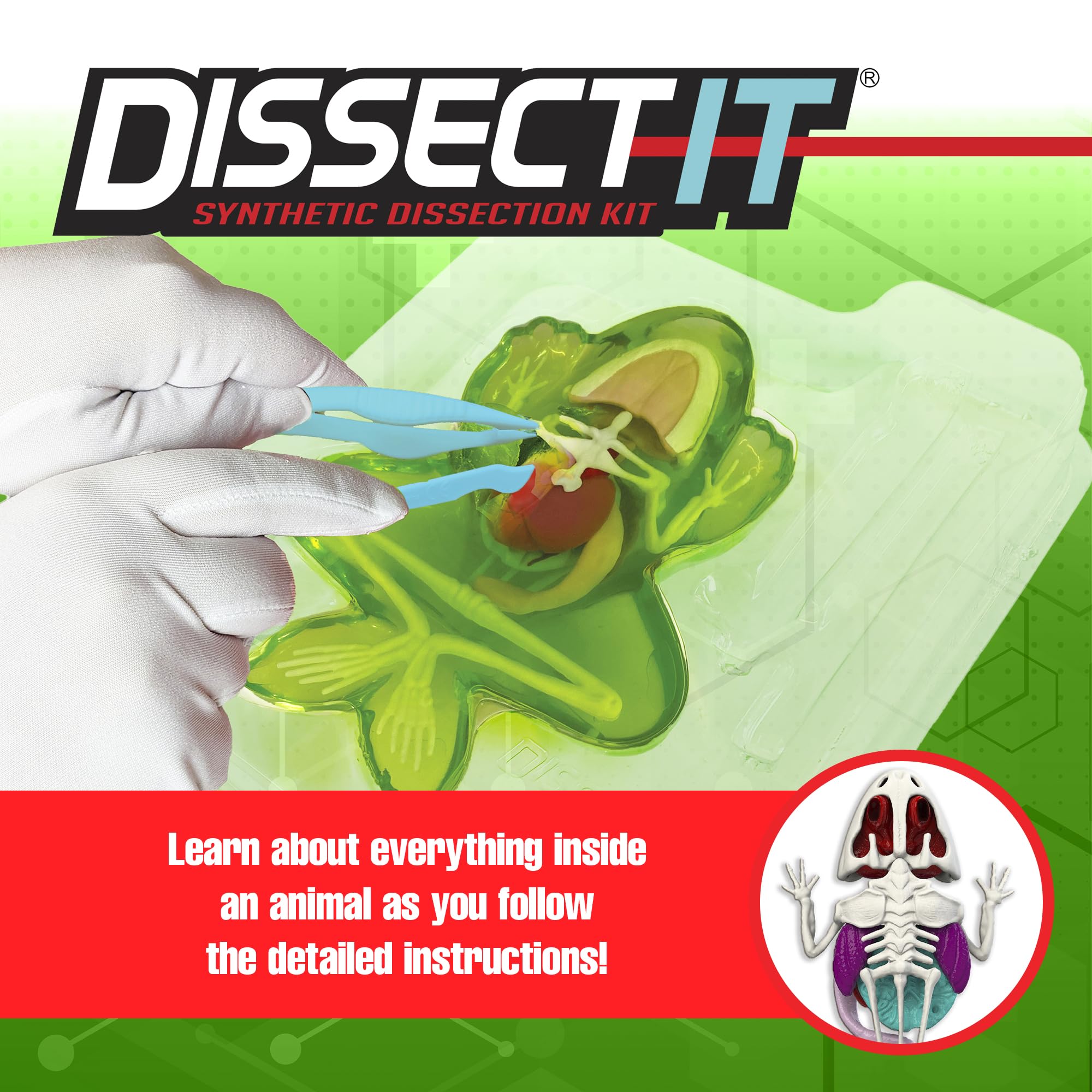 Dissect It Synthetic Frog Dissection Kit for Kids - STEM Anatomy Learning Toy Ages 6+