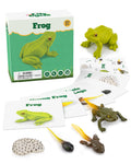 Frog Life Cycle Kit with Matching Cards – Montessori Animal Figurines for Ages 3-10