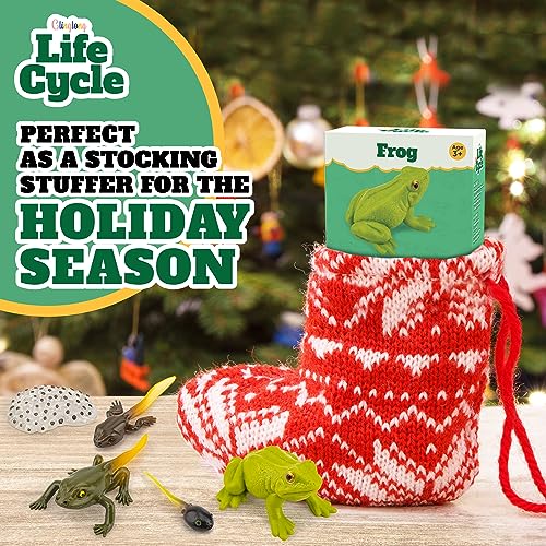 Frog Life Cycle Kit with Matching Cards – Montessori Animal Figurines for Ages 3-10