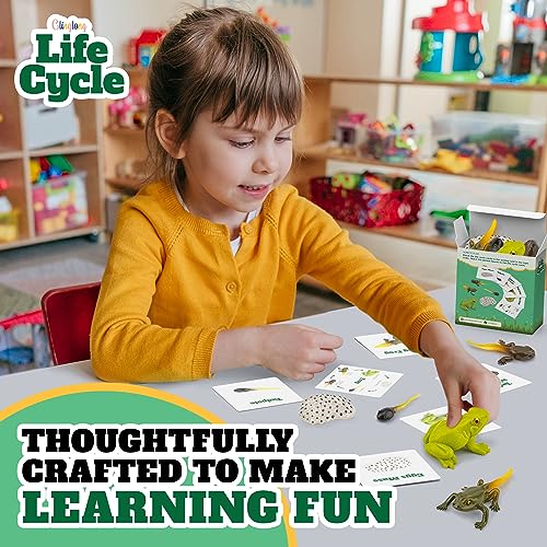Frog Life Cycle Kit with Matching Cards – Montessori Animal Figurines for Ages 3-10
