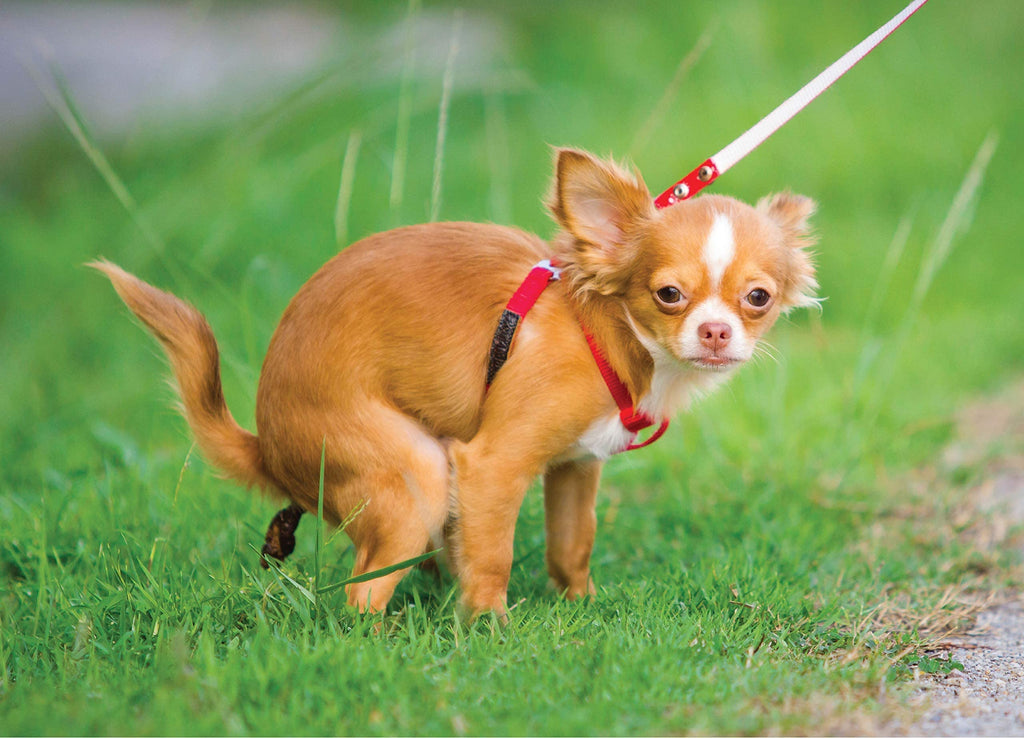 Funny Pooping Chihuahua 1000-Piece Jigsaw Puzzle - Hilarious Gag Gift for Dog Lovers