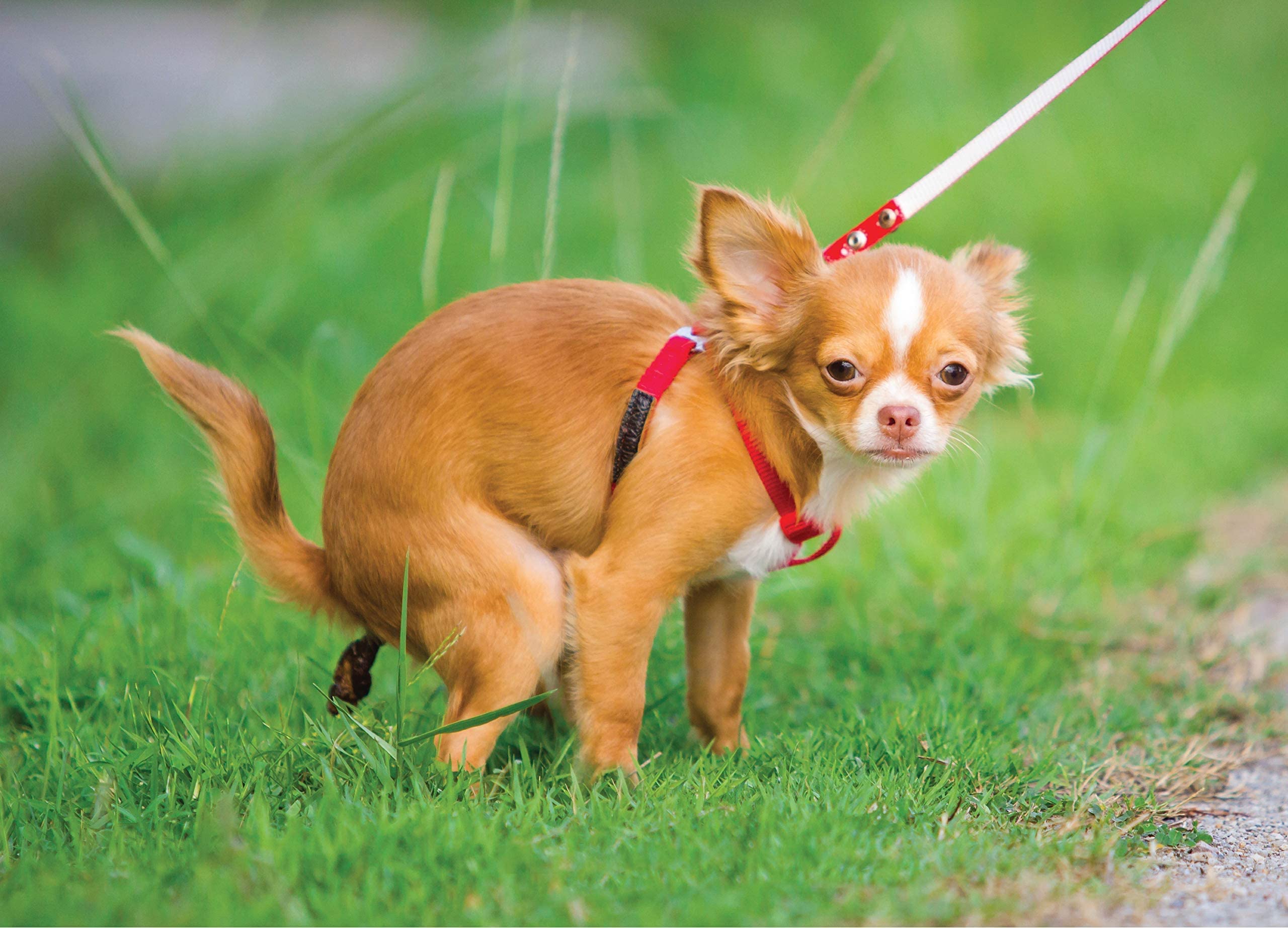 Funny Pooping Chihuahua 1000-Piece Jigsaw Puzzle - Hilarious Gag Gift for Dog Lovers