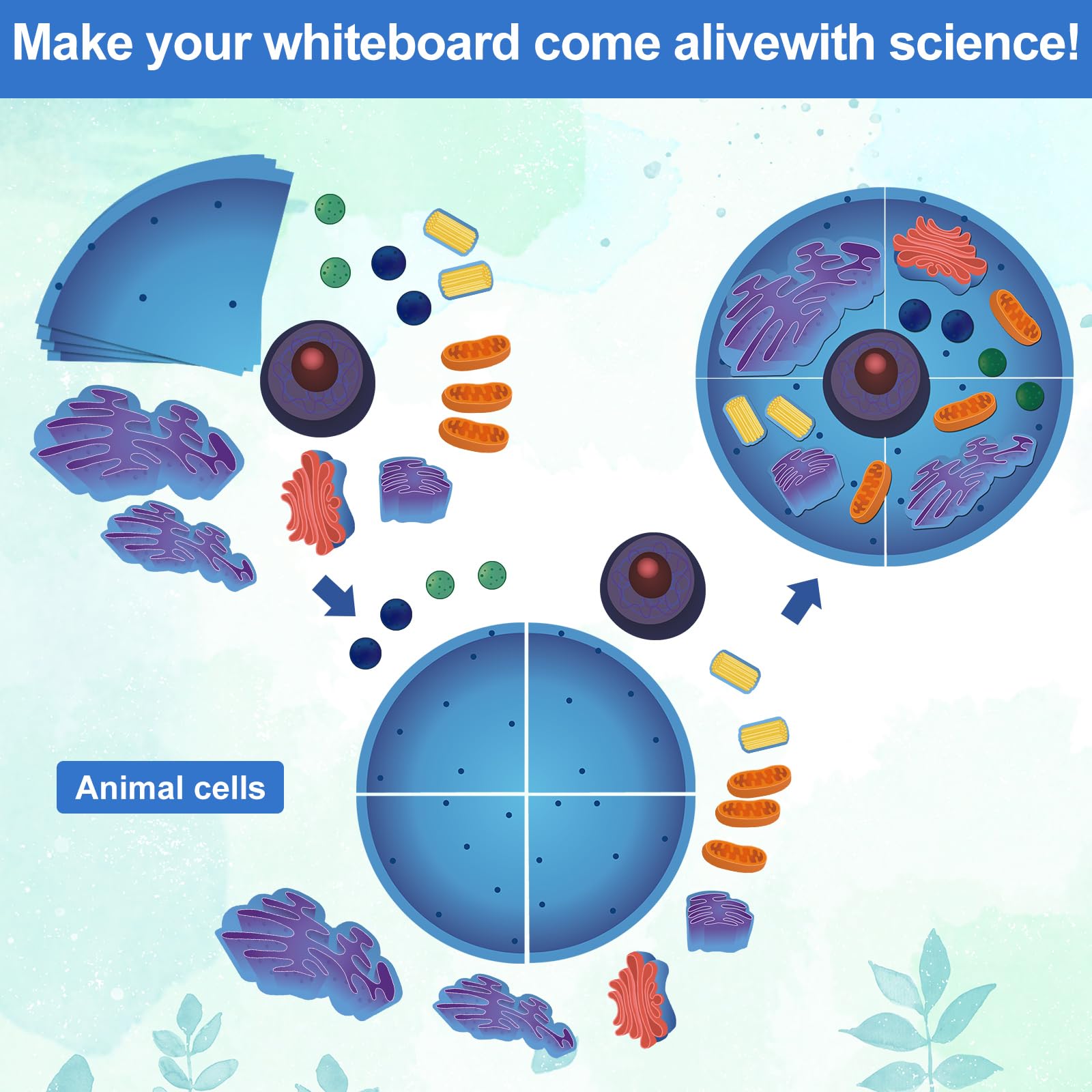 Leitee 18-Piece Magnetic Animal Cell Model Set for Interactive Biology Learning on Whiteboards