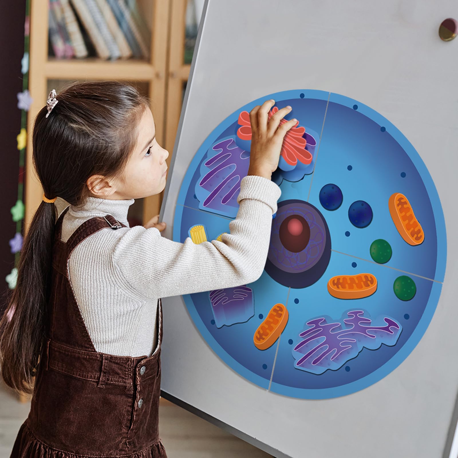 Leitee 18-Piece Magnetic Animal Cell Model Set for Interactive Biology Learning on Whiteboards