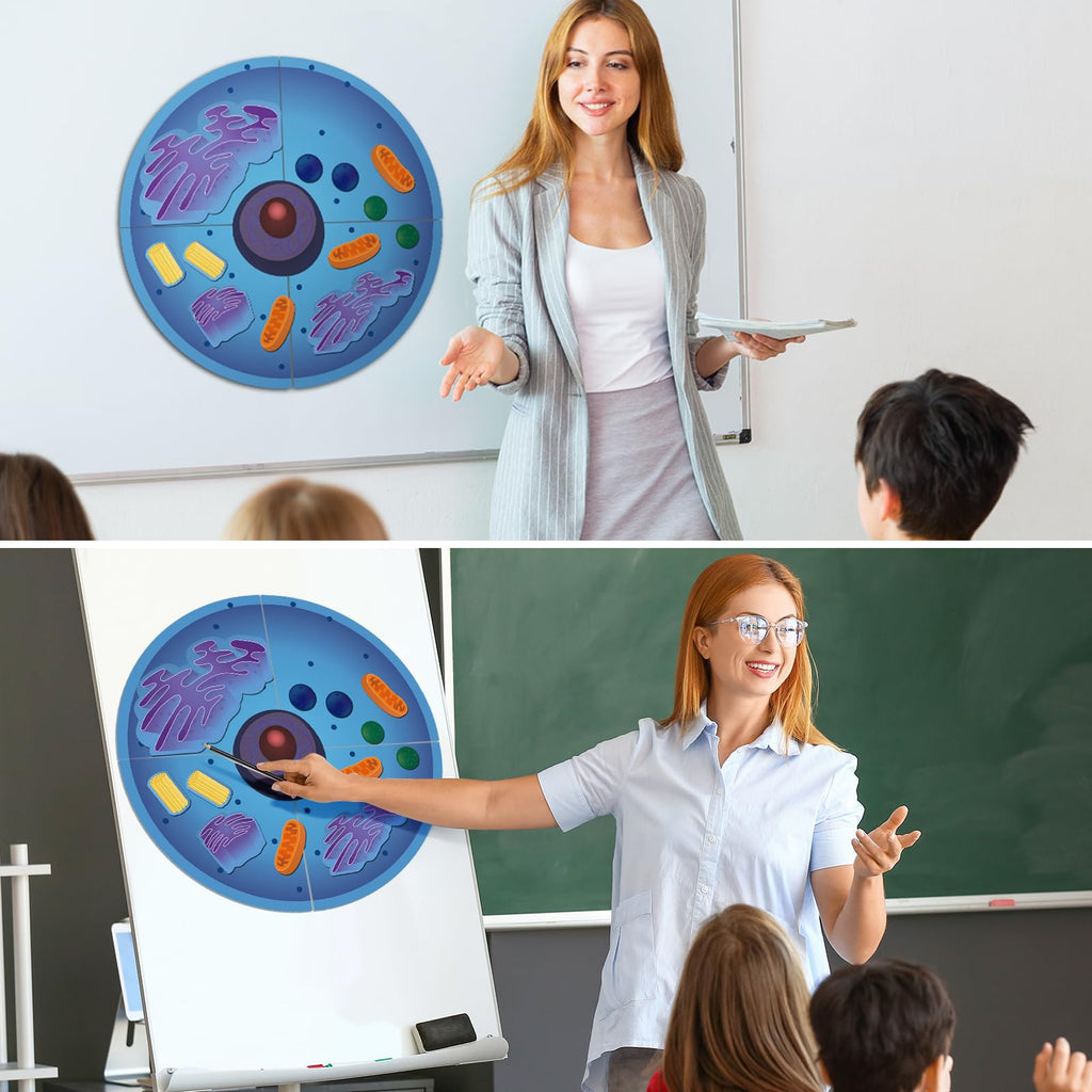 Leitee 18-Piece Magnetic Animal Cell Model Set for Interactive Biology Learning on Whiteboards