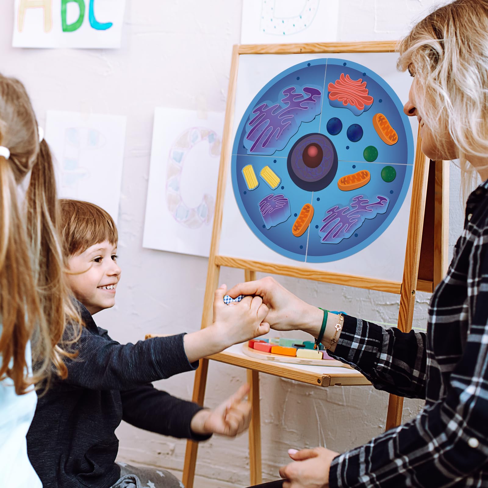 Leitee 18-Piece Magnetic Animal Cell Model Set for Interactive Biology Learning on Whiteboards