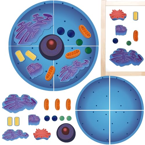 Leitee 18-Piece Magnetic Animal Cell Model Set for Interactive Biology Learning on Whiteboards