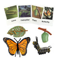 Mbrain Butterfly Life Cycle Toys - 4 Stage Growth Figures with Flash Cards for Kids Ages 3+