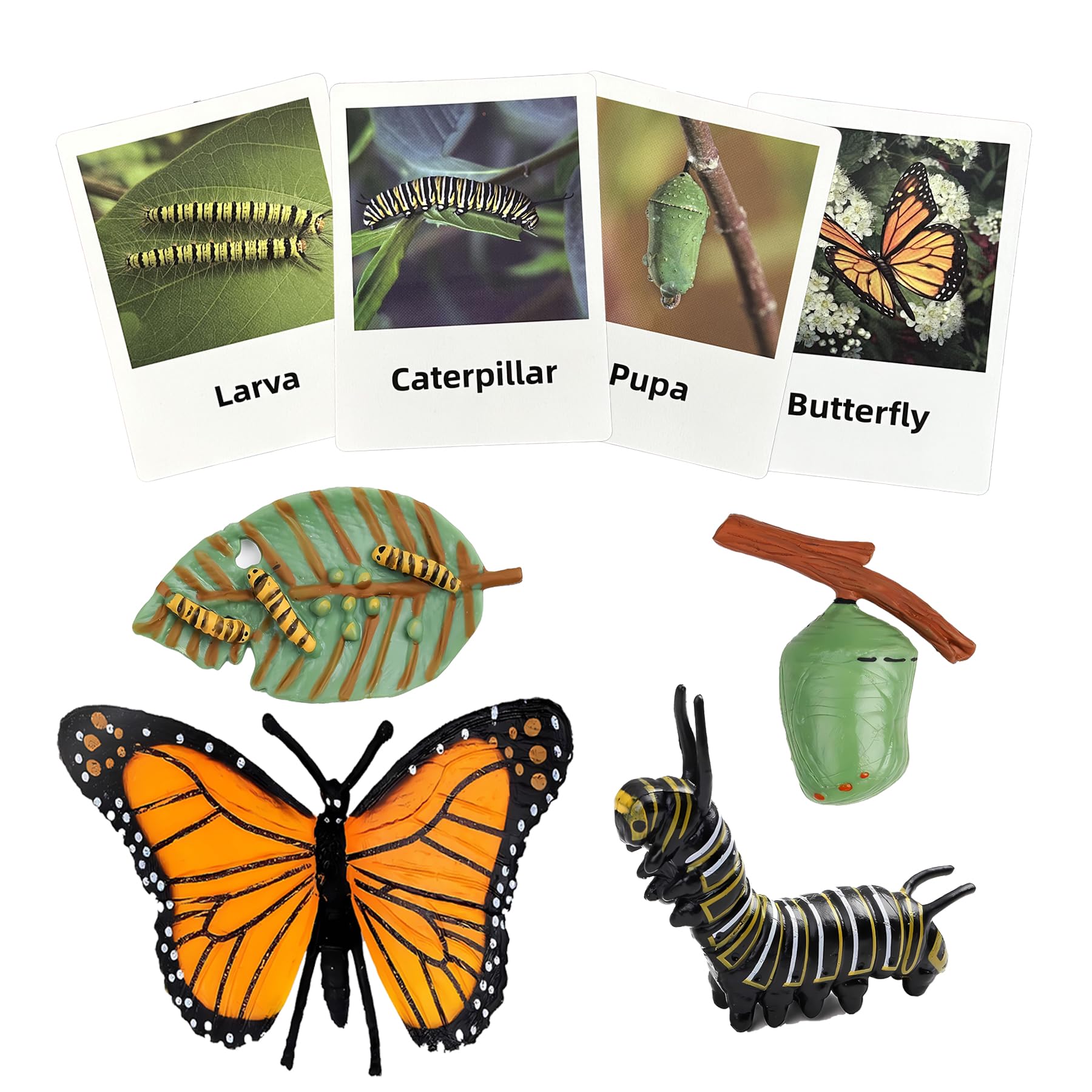 Mbrain Butterfly Life Cycle Toys - 4 Stage Growth Figures with Flash Cards for Kids Ages 3+