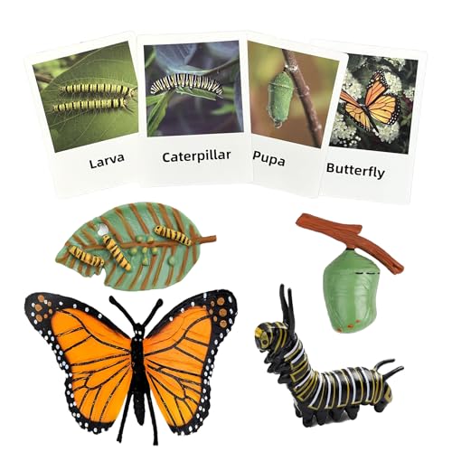 Mbrain Butterfly Life Cycle Toys - 4 Stage Growth Figures with Flash Cards for Kids Ages 3+
