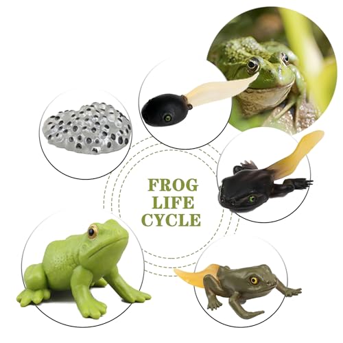 Mbrain Frog Growth Cycle Toy Set with Flash Cards – 5 Stages & Montessori Matching Game