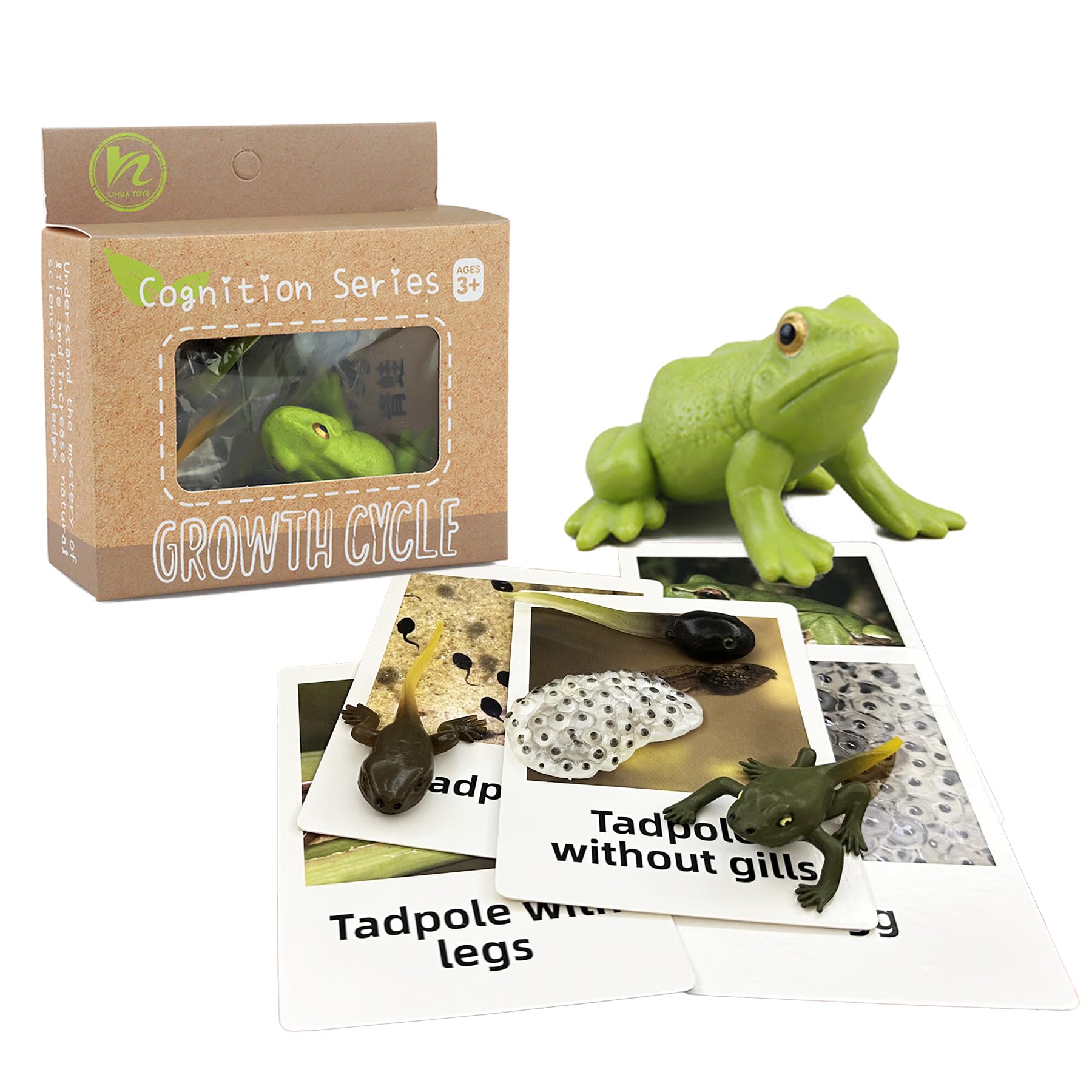 Mbrain Frog Growth Cycle Toy Set with Flash Cards – 5 Stages & Montessori Matching Game