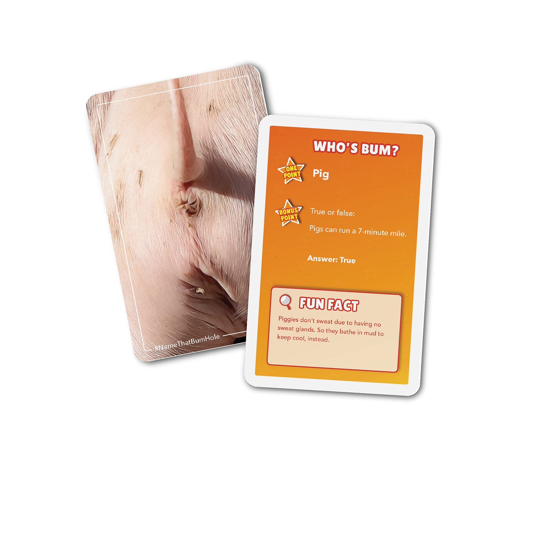 Name That Butthole Card Game – 55 Animal Trivia Flashcards for Parties and Family Game Night