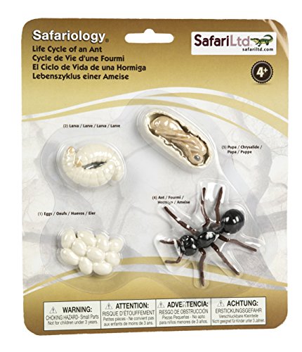 Safari Ltd. Ant Life Cycle Set – 4 Hand-Painted Figurines for Ages 4+