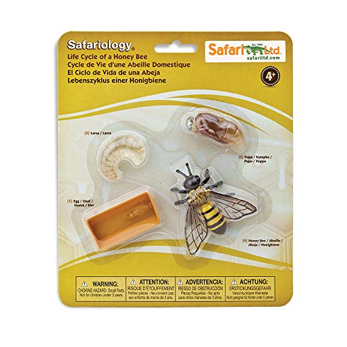 Safari Ltd. Honey Bee Life Cycle Toy Set – Egg, Larva, Pupa, Adult Figures for Kids Ages 4+