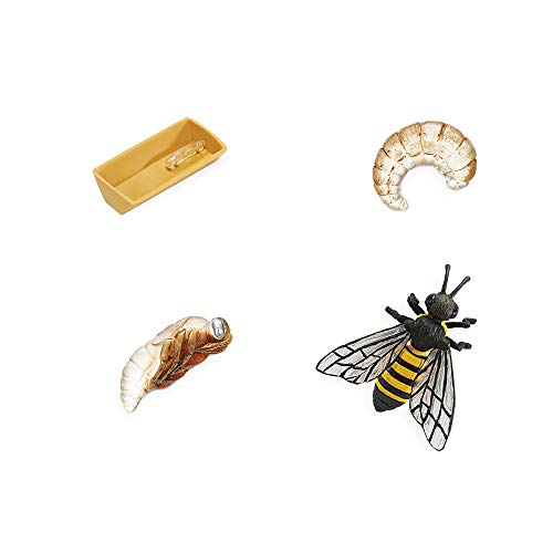 Safari Ltd. Honey Bee Life Cycle Toy Set – Egg, Larva, Pupa, Adult Figures for Kids Ages 4+