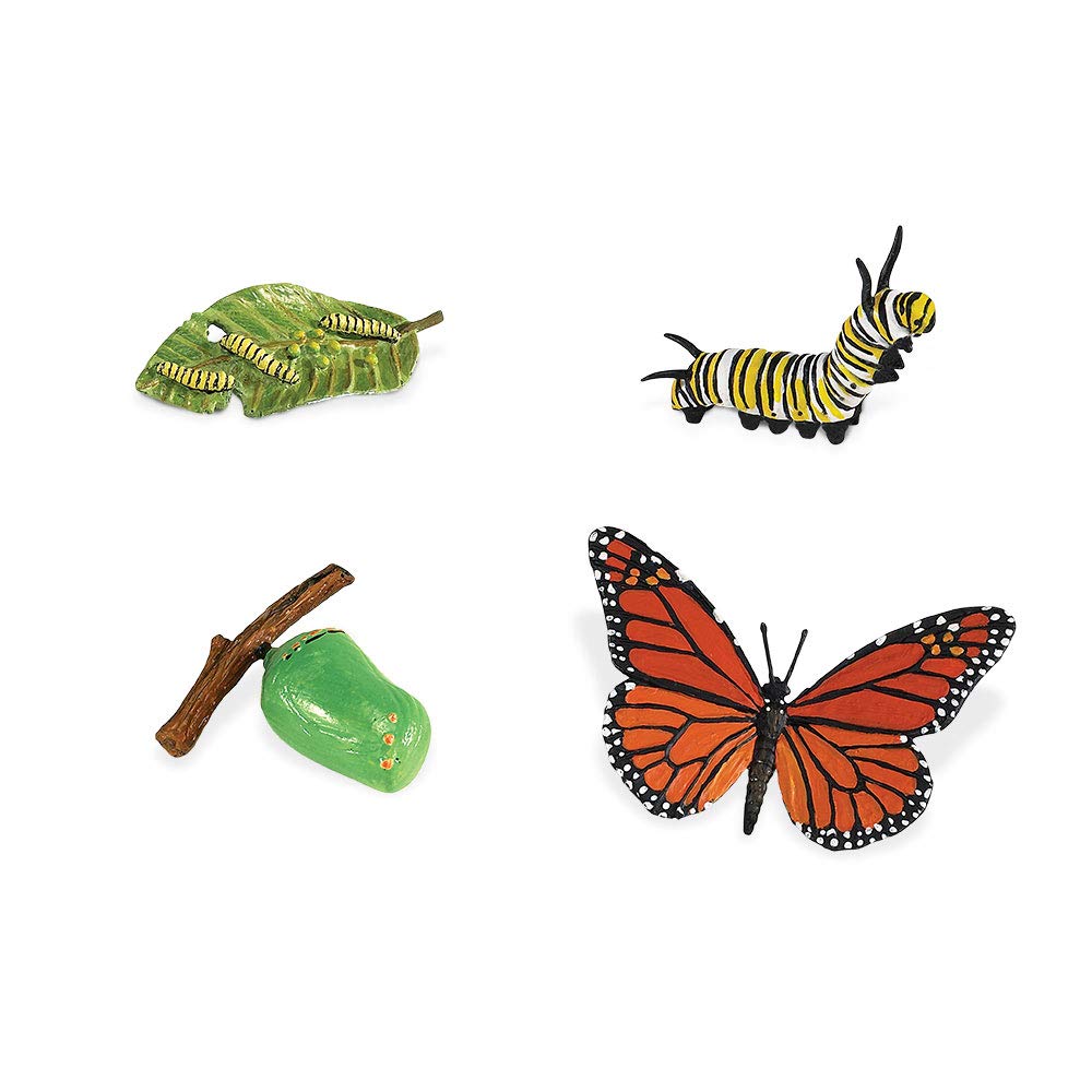 Safari Ltd Life Cycle of a Monarch Butterfly – 4 Figurines with Multilingual Educational Cards