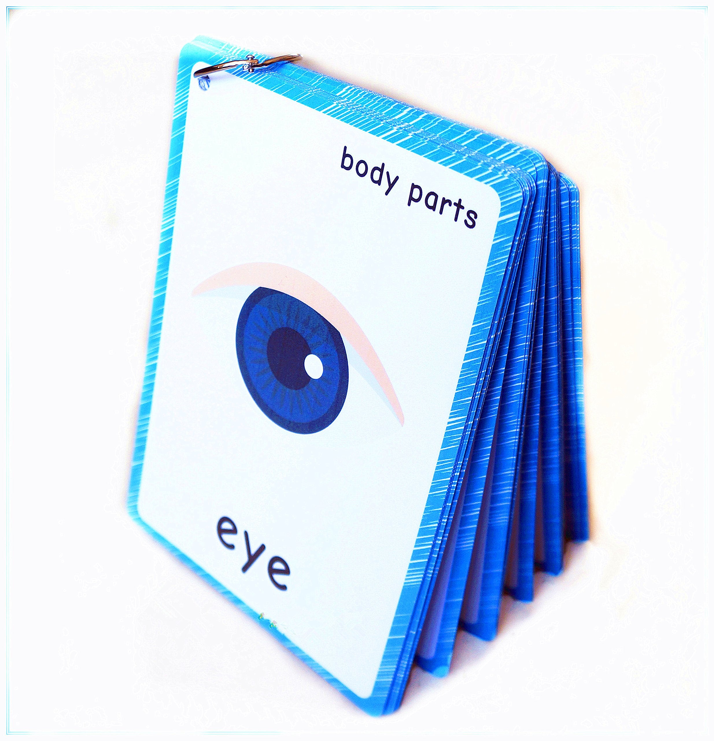 SANTSUN 36 Body Parts Flash Cards for Toddlers – Hole-Punched with Ring, Colorful Learning Tool for Preschool and Kindergarten