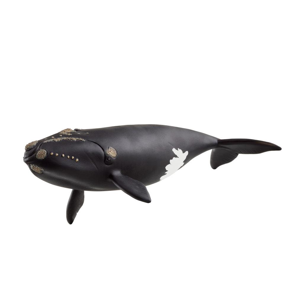 Schleich North Atlantic Right Whale Toy – 7 Inch Realistic Figurine for Kids Ages 3+