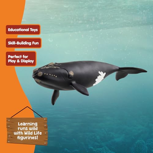 Schleich North Atlantic Right Whale Toy – 7 Inch Realistic Figurine for Kids Ages 3+