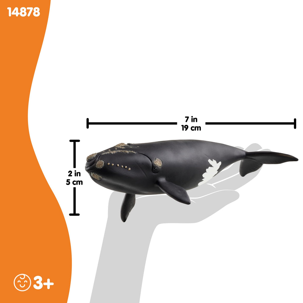 Schleich North Atlantic Right Whale Toy – 7 Inch Realistic Figurine for Kids Ages 3+