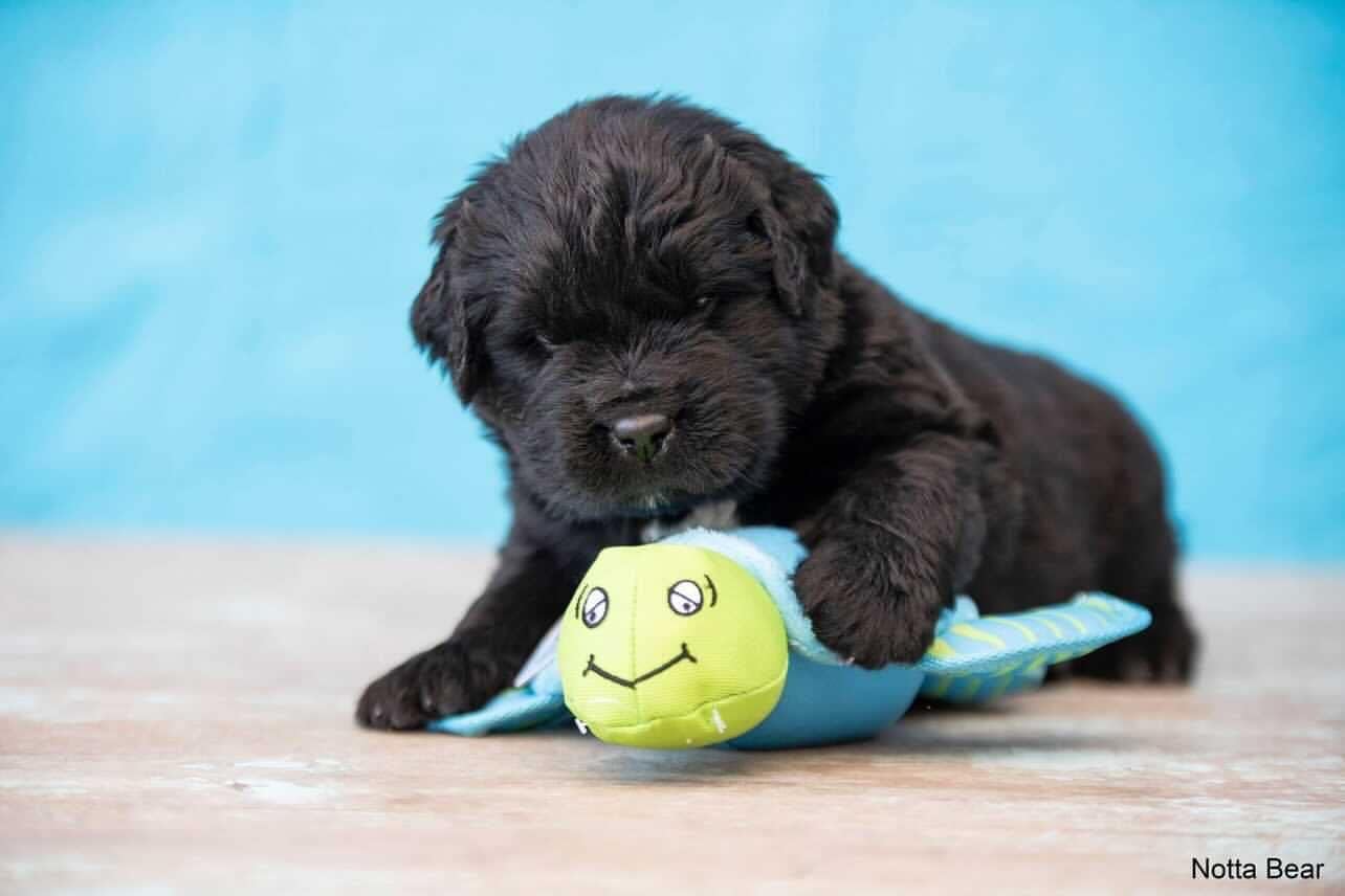 Spunky Pup Clean Earth Plush Turtle – Eco-Friendly Dog Toy Made from Recycled Water Bottles