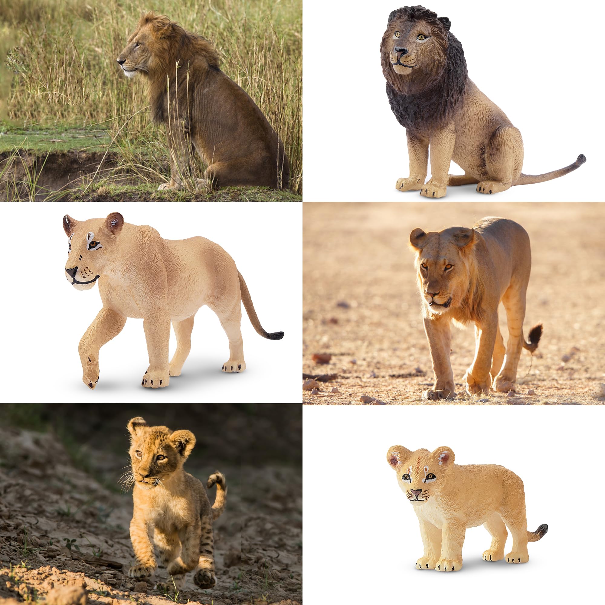 Toymany 6-Piece Lion Family Figurines – Realistic Safari Animals Set with Lion, Lionesses, and Cubs